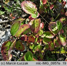 Cotoneaster integerrimus (irga pospolita)