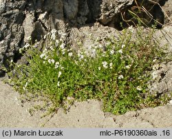 Galium cracoviense (przytulia krakowska)