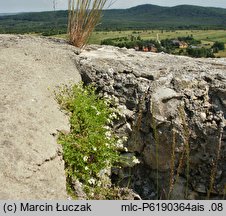 Galium cracoviense (przytulia krakowska)