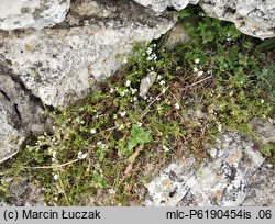 Galium cracoviense (przytulia krakowska)