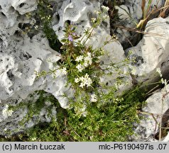 Galium cracoviense (przytulia krakowska)