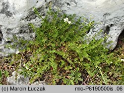 Galium cracoviense (przytulia krakowska)