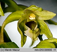 Epipactis greuteri (kruszczyk Greutera)