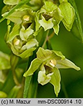 Epipactis greuteri (kruszczyk Greutera)