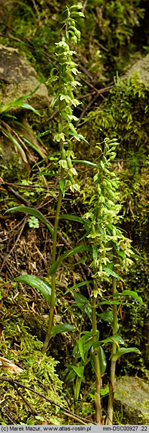 Epipactis greuteri (kruszczyk Greutera)