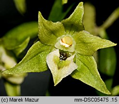 Epipactis greuteri (kruszczyk Greutera)