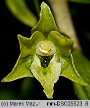 Epipactis greuteri (kruszczyk Greutera)