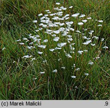 Baeothryon alpinum (wełnianeczka alpejska)