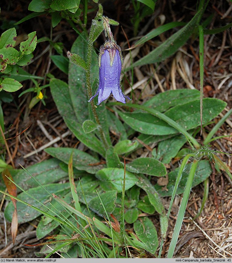 Campanula barbata (dzwonek brodaty)