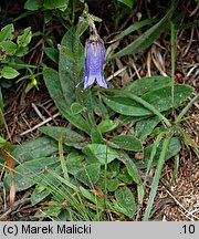 Campanula barbata (dzwonek brodaty)