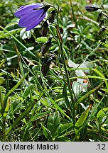 Campanula bohemica ssp. bohemica (dzwonek karkonoski)