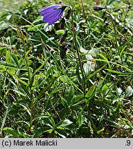 Campanula bohemica ssp. bohemica (dzwonek karkonoski)