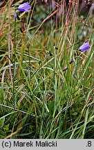 Campanula bohemica ssp. bohemica (dzwonek karkonoski)