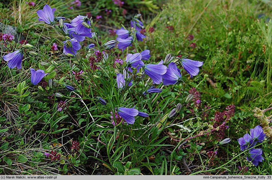 Campanula bohemica ssp. bohemica (dzwonek karkonoski)