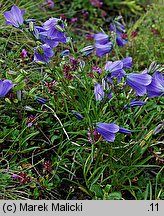 Campanula bohemica ssp. bohemica (dzwonek karkonoski)