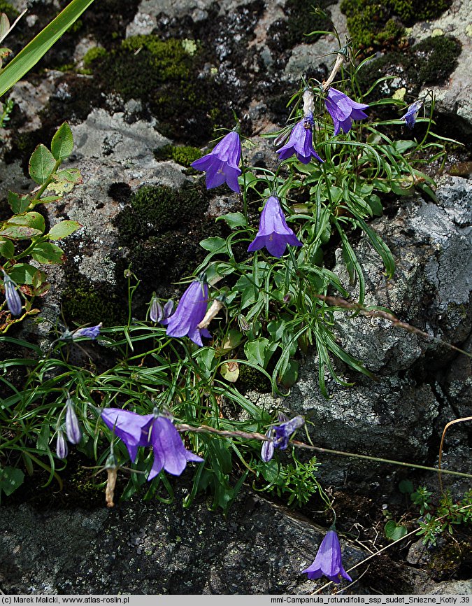 Campanula rotundifolia ssp. sudetica (dzwonek okrągłolistny sudecki)