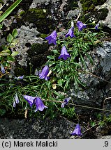 Campanula rotundifolia ssp. sudetica (dzwonek okrągłolistny sudecki)