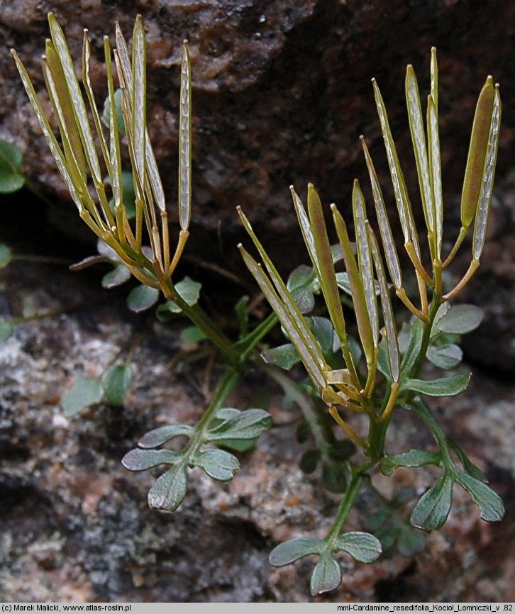 Cardamine resedifolia (rzeżucha rezedolistna)