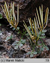 Cardamine resedifolia (rzeżucha rezedolistna)