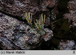 Cardamine resedifolia (rzeżucha rezedolistna)