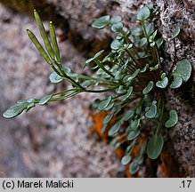 Cardamine resedifolia (rzeżucha rezedolistna)