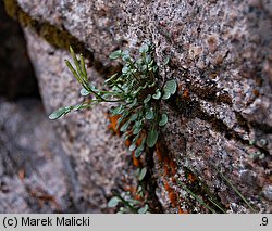 Cardamine resedifolia (rzeżucha rezedolistna)