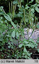 Cardamine resedifolia (rzeżucha rezedolistna)