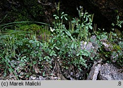 Cardamine resedifolia (rzeżucha rezedolistna)