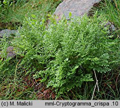 Cryptogramma crispa (zmienka górska)