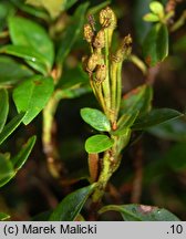 Rhododendron ferrugineum (różanecznik alpejski)