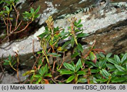 Rhododendron ferrugineum (różanecznik alpejski)