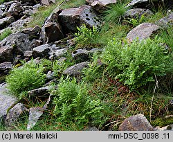 Cryptogramma crispa (zmienka górska)