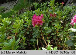 Rhododendron ferrugineum (różanecznik alpejski)