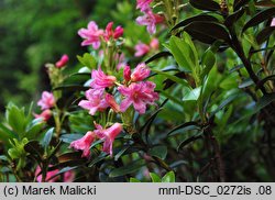 Rhododendron ferrugineum (różanecznik alpejski)