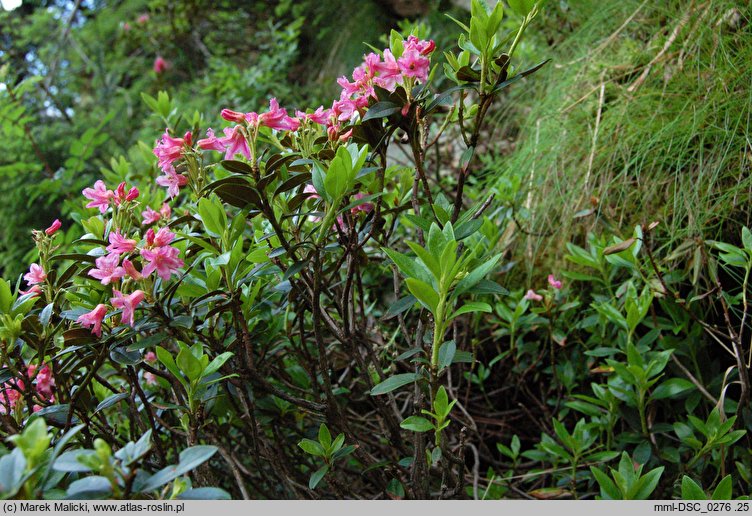 Rhododendron ferrugineum (różanecznik alpejski)