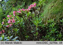 Rhododendron ferrugineum (różanecznik alpejski)