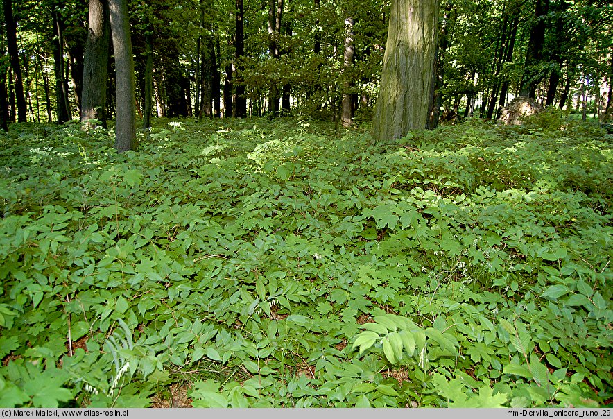 Diervilla lonicera (dierwilla kanadyjska)