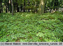 Diervilla lonicera (dierwilla kanadyjska)