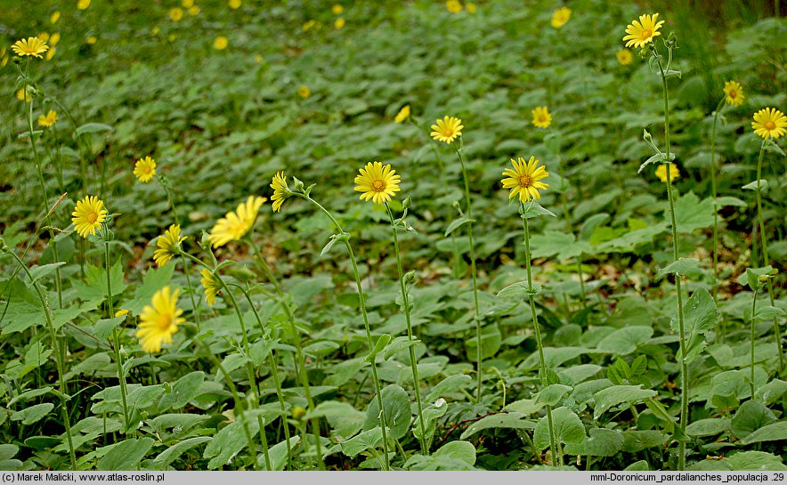 Doronicum pardalianches (omieg zachodni)