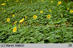 Doronicum pardalianches (omieg zachodni)