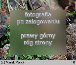 Epilobium anagallidifolium (wierzbownica drobnolistna)
