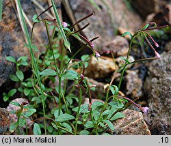 Epilobium anagallidifolium (wierzbownica drobnolistna)