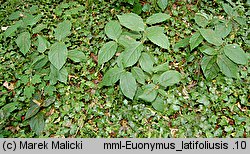 Euonymus latifolius (trzmielina szerokolistna)