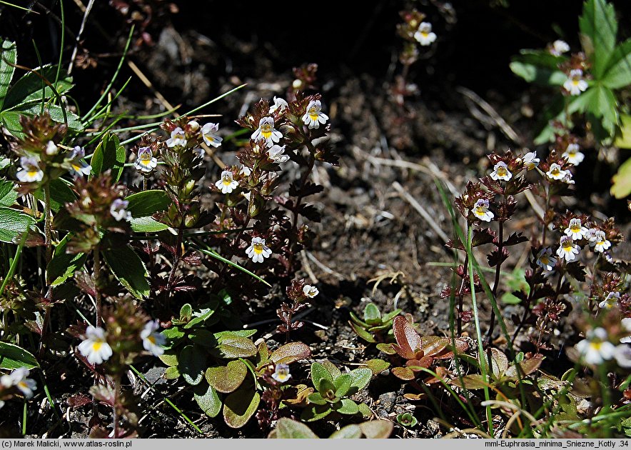 Euphrasia minima (świetlik maleńki)