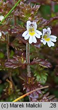 Euphrasia minima (świetlik maleńki)