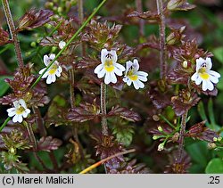 Euphrasia minima (świetlik maleńki)