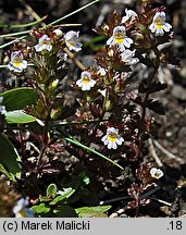 Euphrasia minima (świetlik maleńki)