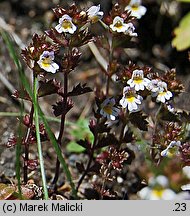 Euphrasia minima (świetlik maleńki)