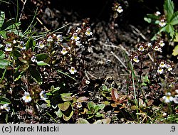 Euphrasia minima (świetlik maleńki)