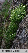 Galium sudeticum (przytulia sudecka)